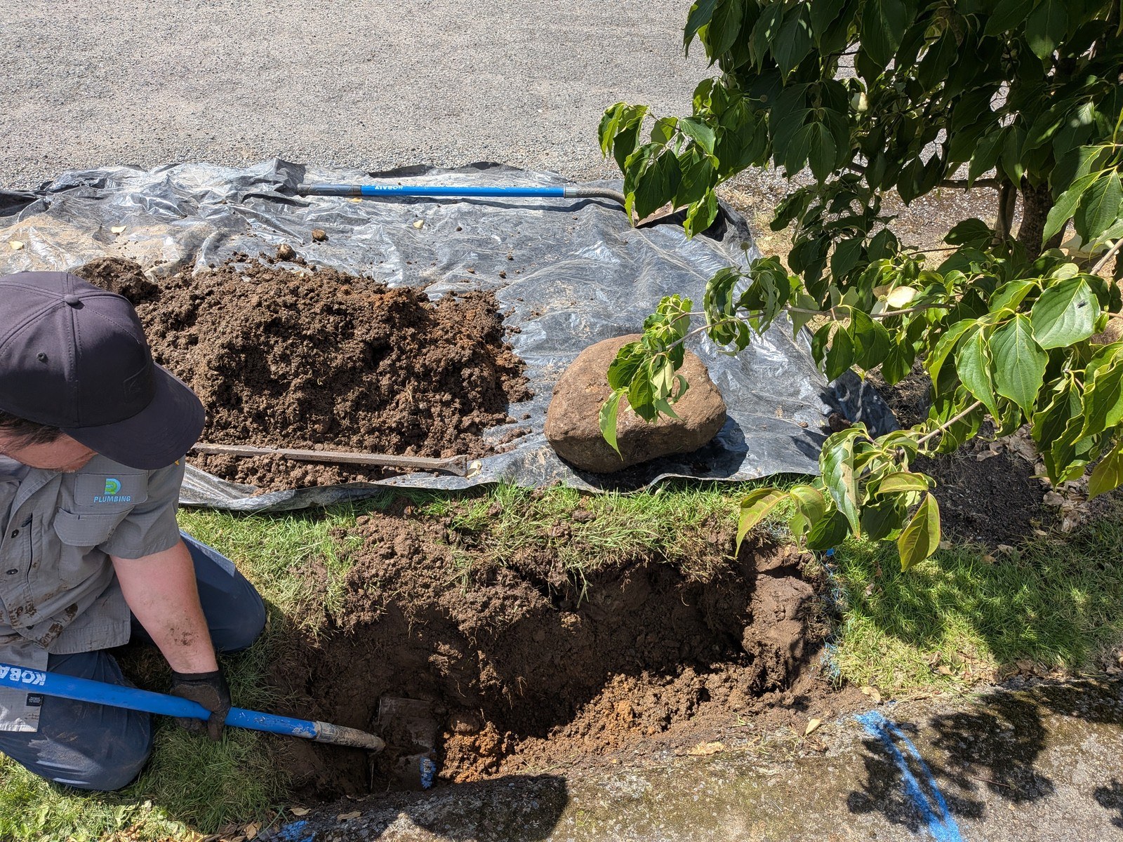 Done Right technician kneeling beside a street tree, hand-digging a narrow trench in a Shoreline planting strip with spoil piled on plastic sheeting